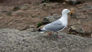 A la pointe du Raz